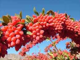 barberry-1